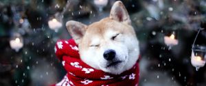Preview wallpaper dog, akita inu, scarf, squint, snow