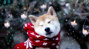 Preview wallpaper dog, akita inu, scarf, squint, snow