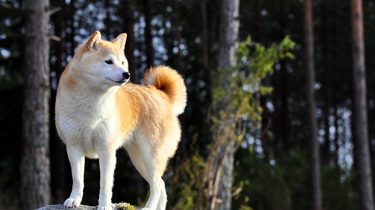 Wallpaper dog, akita inu, stand, nature