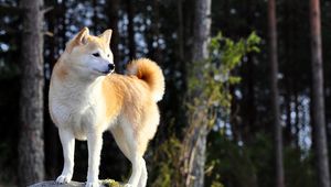 Preview wallpaper dog, akita inu, stand, nature