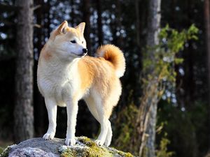 Preview wallpaper dog, akita inu, stand, nature