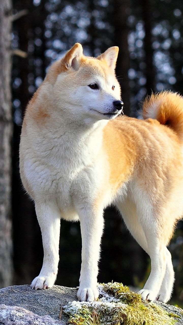 Akita, inu, japonia pies akita inu, HD phone wallpaper | Peakpx