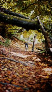 Preview wallpaper dog, alley, path, autumn, fallen leaves