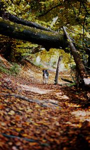 Preview wallpaper dog, alley, path, autumn, fallen leaves