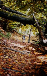 Preview wallpaper dog, alley, path, autumn, fallen leaves