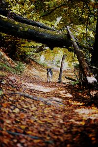 Preview wallpaper dog, alley, path, autumn, fallen leaves