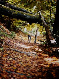 Preview wallpaper dog, alley, path, autumn, fallen leaves