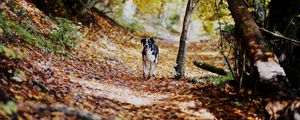 Preview wallpaper dog, alley, path, autumn, fallen leaves