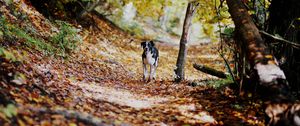 Preview wallpaper dog, alley, path, autumn, fallen leaves