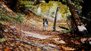 Preview wallpaper dog, alley, path, autumn, fallen leaves