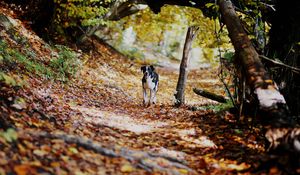 Preview wallpaper dog, alley, path, autumn, fallen leaves