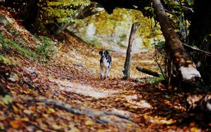 Preview wallpaper dog, alley, path, autumn, fallen leaves