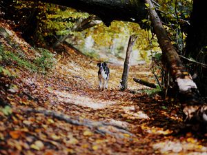 Preview wallpaper dog, alley, path, autumn, fallen leaves