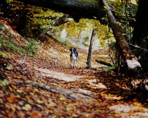 Preview wallpaper dog, alley, path, autumn, fallen leaves