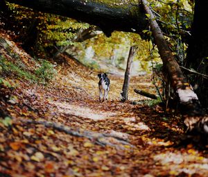 Preview wallpaper dog, alley, path, autumn, fallen leaves