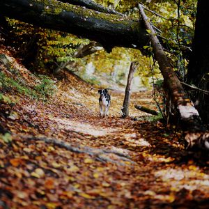 Preview wallpaper dog, alley, path, autumn, fallen leaves