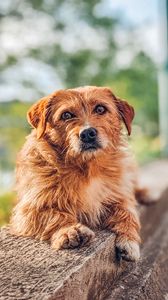 Preview wallpaper dog, animal, glance, cute