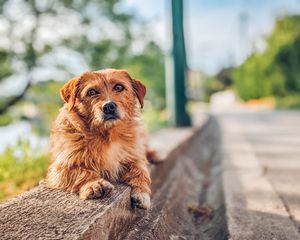 Preview wallpaper dog, animal, glance, cute