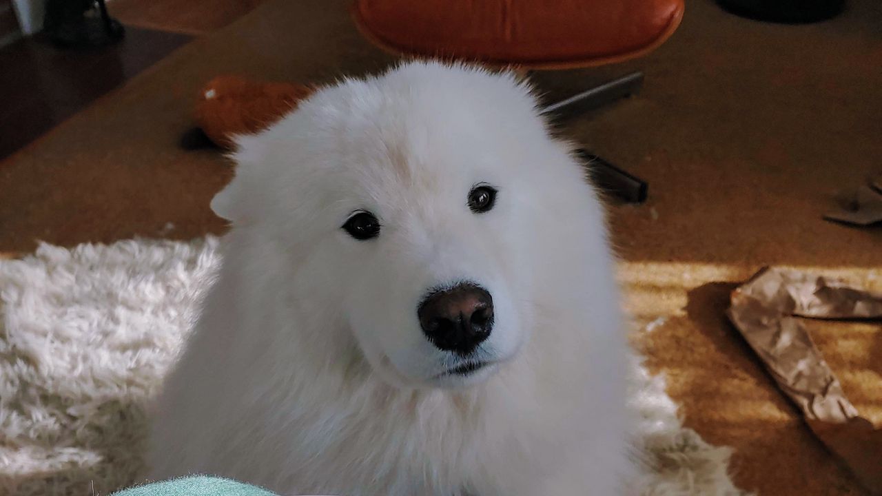 Wallpaper dog, animal, pet, look, white, furry