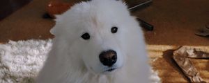 Preview wallpaper dog, animal, pet, look, white, furry