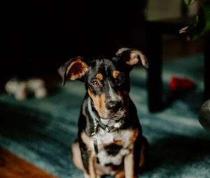 Preview wallpaper dog, animal, pet, glance