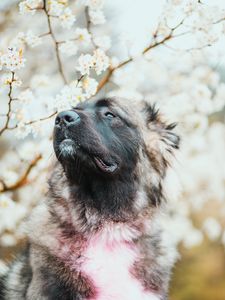 Preview wallpaper dog, animal, pet, cherry, flowers