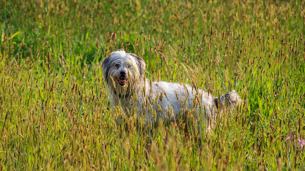 Wallpaper dog, animal, pet, protruding tongue, grass