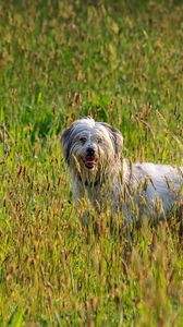 Preview wallpaper dog, animal, pet, protruding tongue, grass