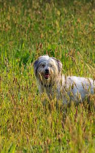 Preview wallpaper dog, animal, pet, protruding tongue, grass