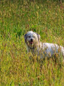 Preview wallpaper dog, animal, pet, protruding tongue, grass