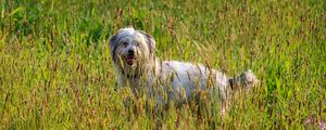 Preview wallpaper dog, animal, pet, protruding tongue, grass