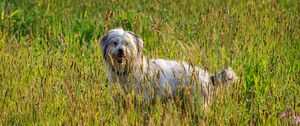 Preview wallpaper dog, animal, pet, protruding tongue, grass