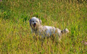 Preview wallpaper dog, animal, pet, protruding tongue, grass