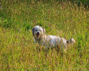 Preview wallpaper dog, animal, pet, protruding tongue, grass