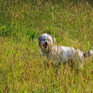 Preview wallpaper dog, animal, pet, protruding tongue, grass