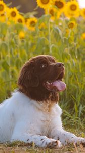 Preview wallpaper dog, animal, pet, protruding tongue, sunflowers, field