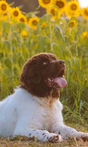 Preview wallpaper dog, animal, pet, protruding tongue, sunflowers, field