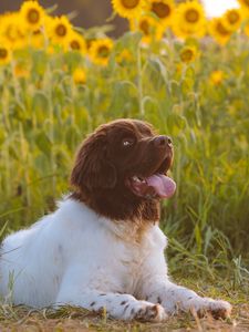 Preview wallpaper dog, animal, pet, protruding tongue, sunflowers, field