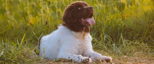 Preview wallpaper dog, animal, pet, protruding tongue, sunflowers, field