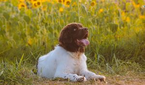 Preview wallpaper dog, animal, pet, protruding tongue, sunflowers, field