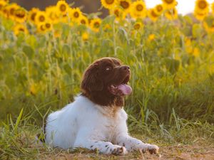 Preview wallpaper dog, animal, pet, protruding tongue, sunflowers, field