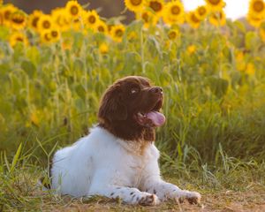 Preview wallpaper dog, animal, pet, protruding tongue, sunflowers, field