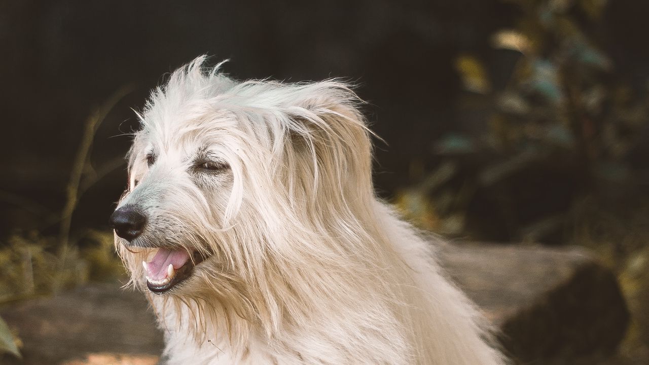 Wallpaper dog, animal, pet, furry, white