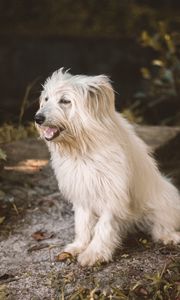 Preview wallpaper dog, animal, pet, furry, white