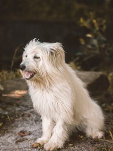 Preview wallpaper dog, animal, pet, furry, white