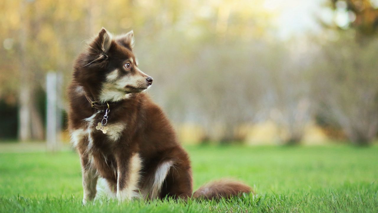 Wallpaper dog, animal, pet, glance, walk, greenery