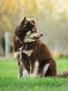 Preview wallpaper dog, animal, pet, glance, walk, greenery