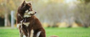 Preview wallpaper dog, animal, pet, glance, walk, greenery