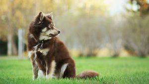 Preview wallpaper dog, animal, pet, glance, walk, greenery
