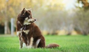 Preview wallpaper dog, animal, pet, glance, walk, greenery